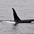 Orka-(Orcinus orca)