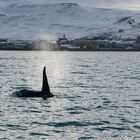 Orka ---zu Besuch bei Menschen ---