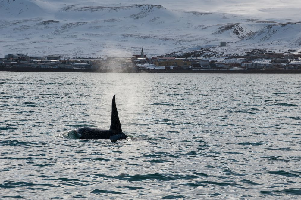 Orka ---zu Besuch bei Menschen ---