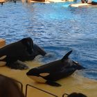 Orka´s im Loro Park