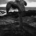 Orkney Cliffs (3)