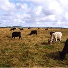 Orkney Cows