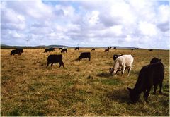 Orkney Cows