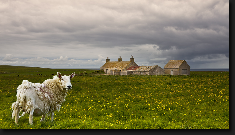 Orkney Inseln - Schottland