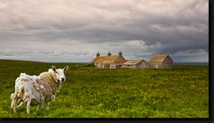 Orkney Inseln - Schottland