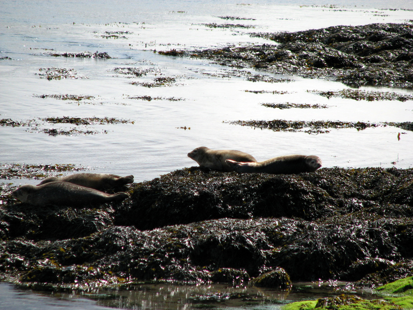 Orkney Islands, Inseln der Seehunde