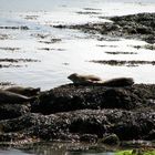 Orkney Islands, Inseln der Seehunde