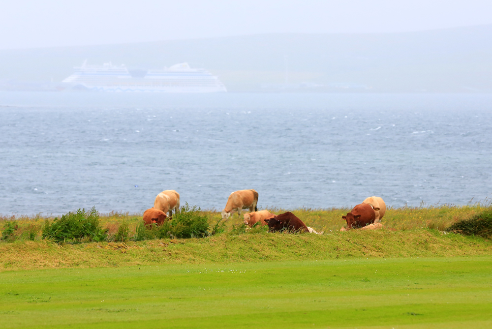 Orkney-Kühe trotzen dem Wetter