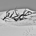 Orme sulla duna