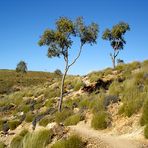 Ormiston Gorge, 5