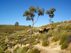 Ormiston Gorge, 5