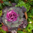 Ornamental Cabbage