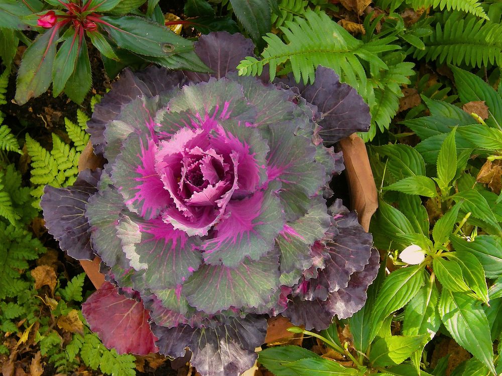 Ornamental Cabbage