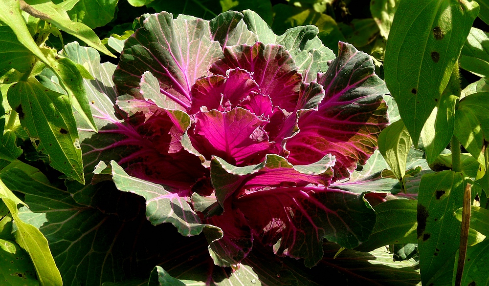 Ornamental Kale