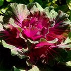 Ornamental Kale