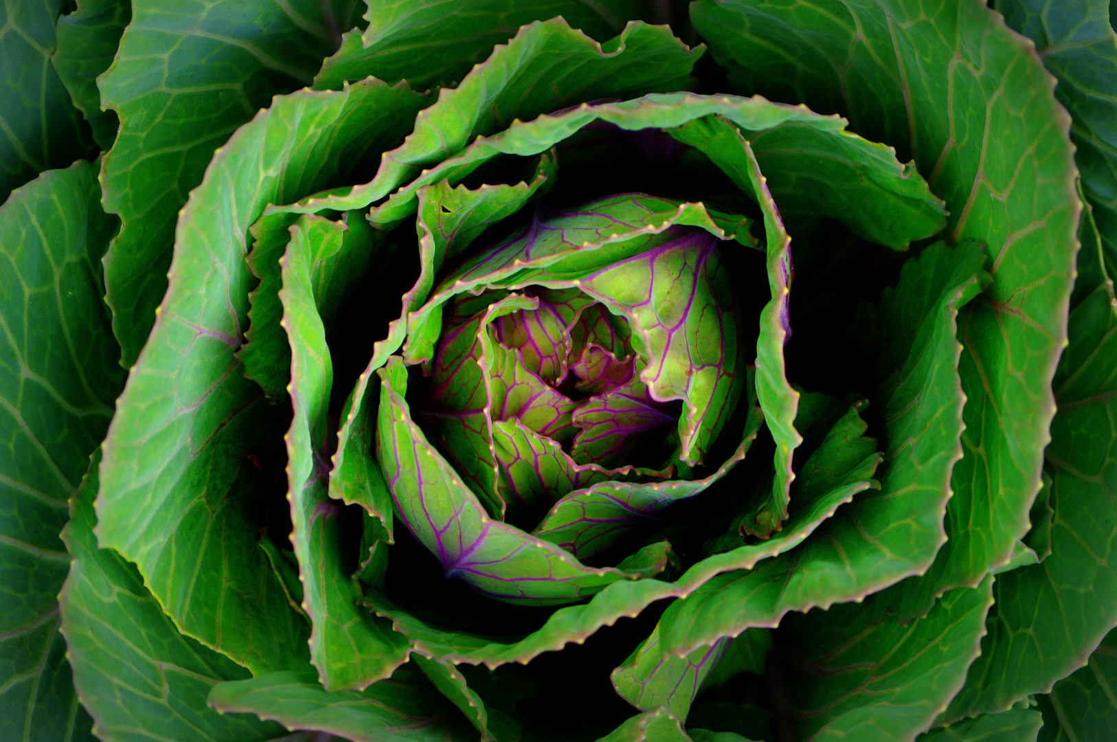 Ornamental Kale