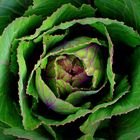 Ornamental Kale