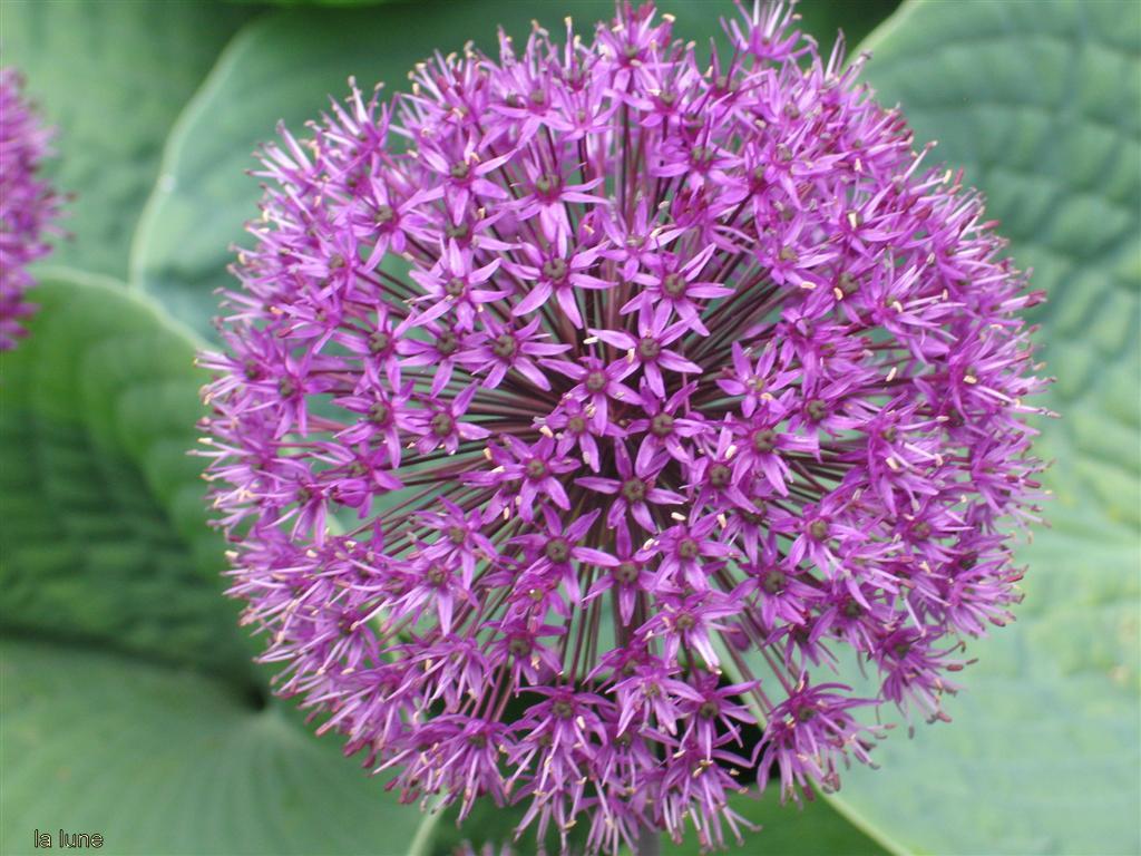 ornamental onion