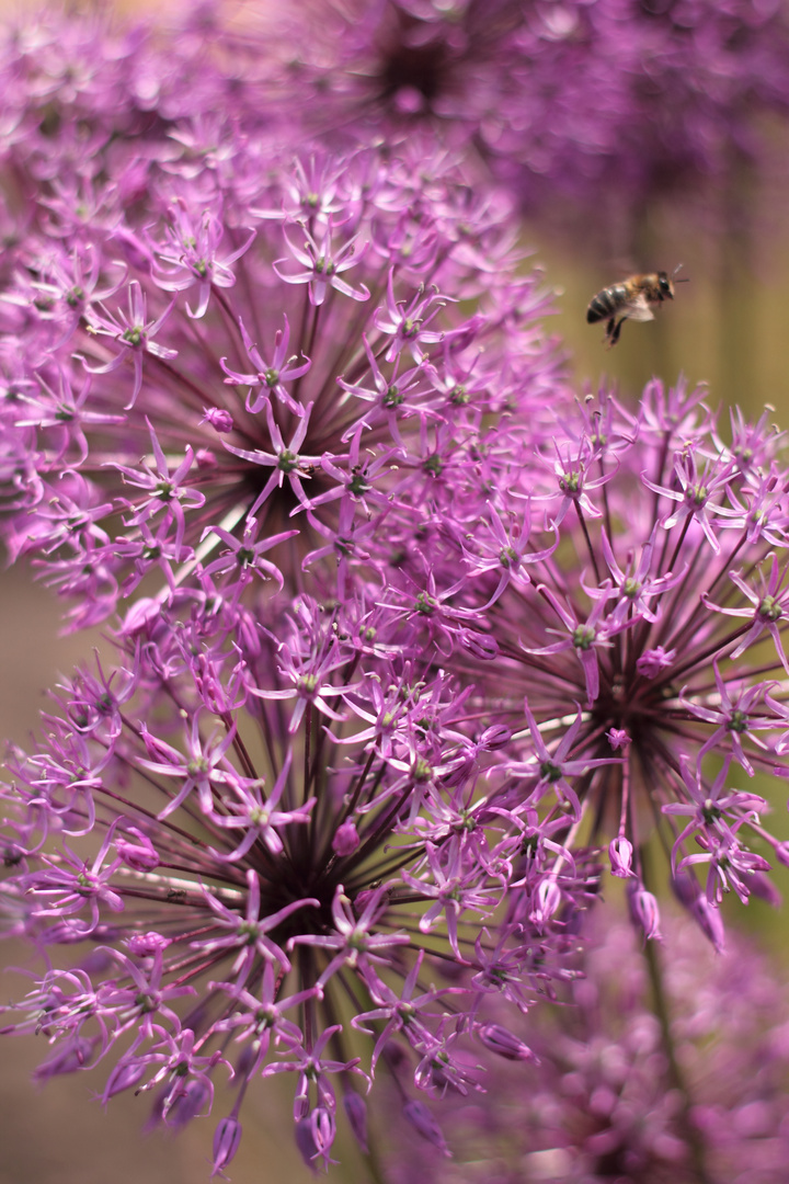 Ornamental onion flowers.