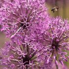 Ornamental onion flowers.