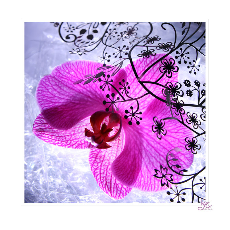 ornamentalische orchidee