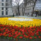 ornamento de flores en un clima BRRRRRRRRRRRRRRRRRRR