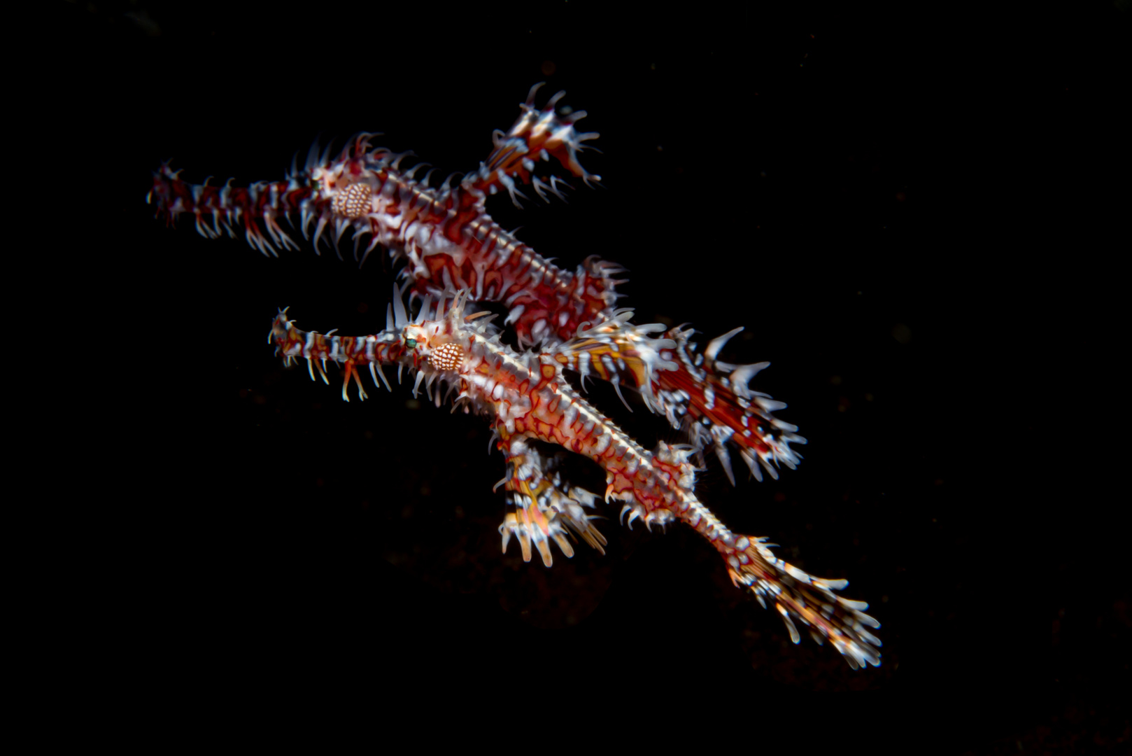 Ornate Ghost Pipefish