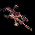 Ornate Ghost Pipefish