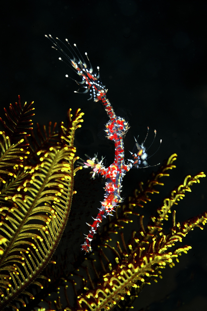 Ornate Ghostpipefish (Solenostomus paradoxus)