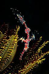 Ornate Ghostpipefish (Solenostomus paradoxus)