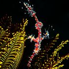 Ornate Ghostpipefish (Solenostomus paradoxus)