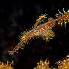 Ornate Ghostpipefish with eggs