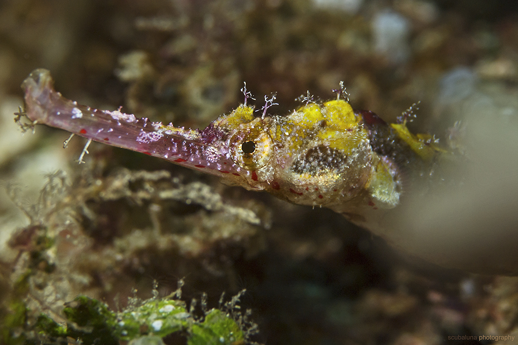 Ornate Pipefish