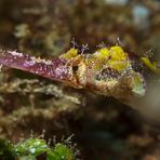 Ornate Pipefish