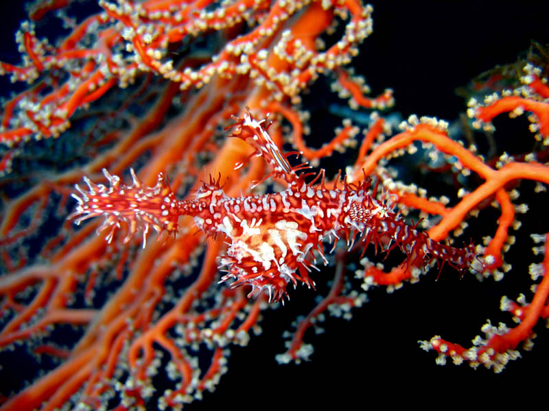 Ornated Ghostpipefish