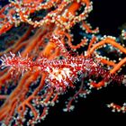 Ornated Ghostpipefish