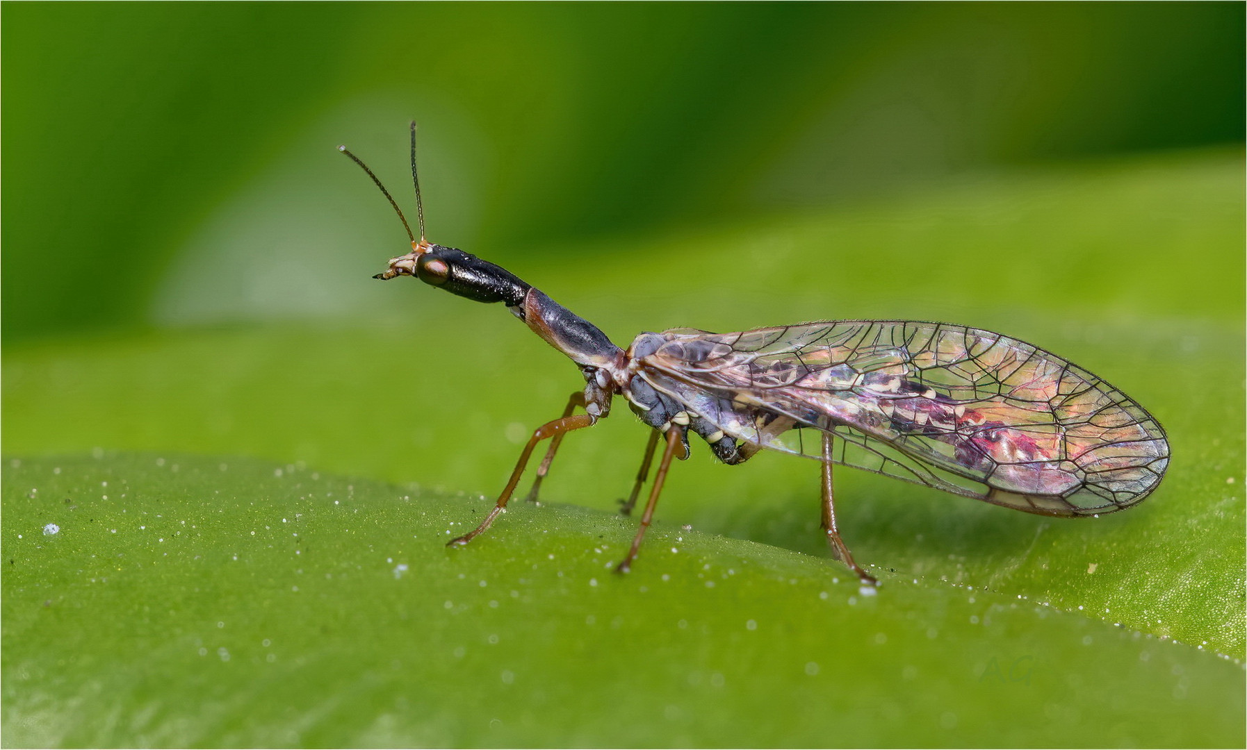 Ornatoraphidia flavilabris