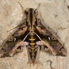 Ornatus Hawkmoth (Hemeroplanes ornatus)