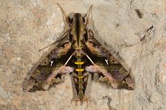 Ornatus Hawkmoth (Hemeroplanes ornatus)