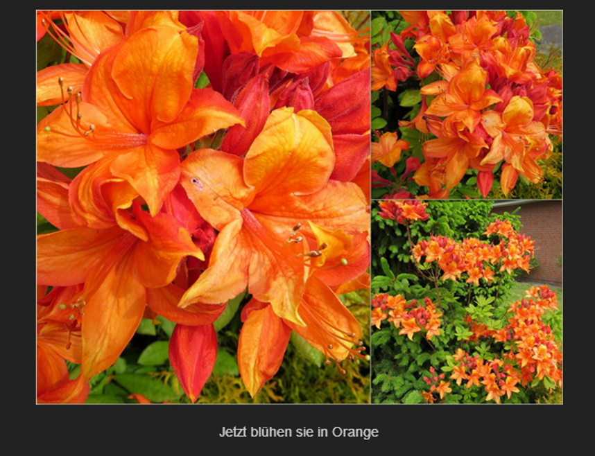 Ornge Blüten