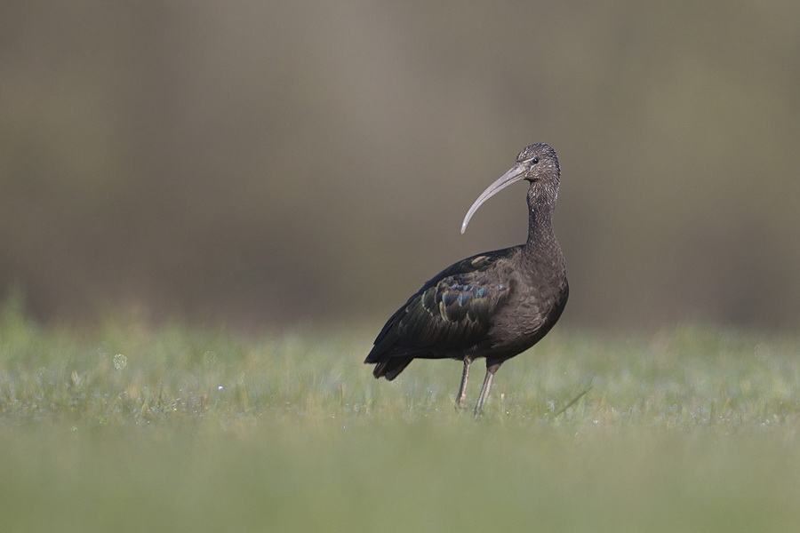 Ornihighlight im Haus- und Hofgebiet