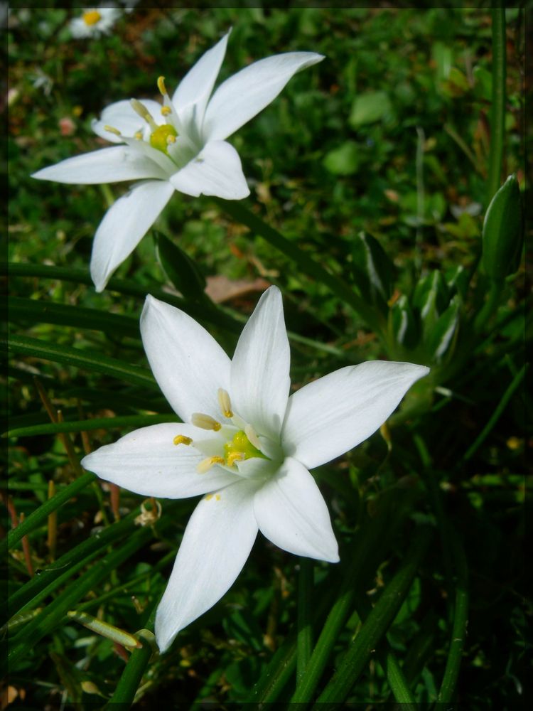 Ornithogallum umbellatum