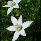 Ornithogallum umbellatum