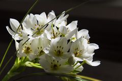 Ornithogalum-1