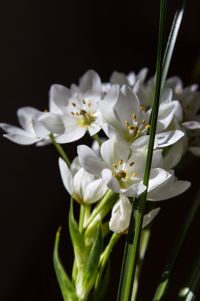 Ornithogalum-2