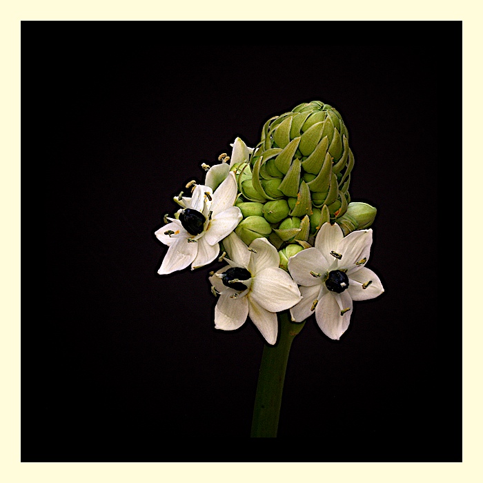 Ornithogalum...