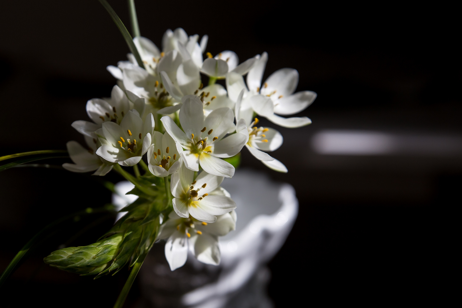 Ornithogalum-3