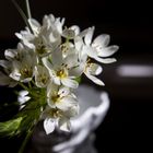 Ornithogalum-3