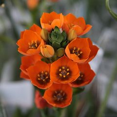 Ornithogalum