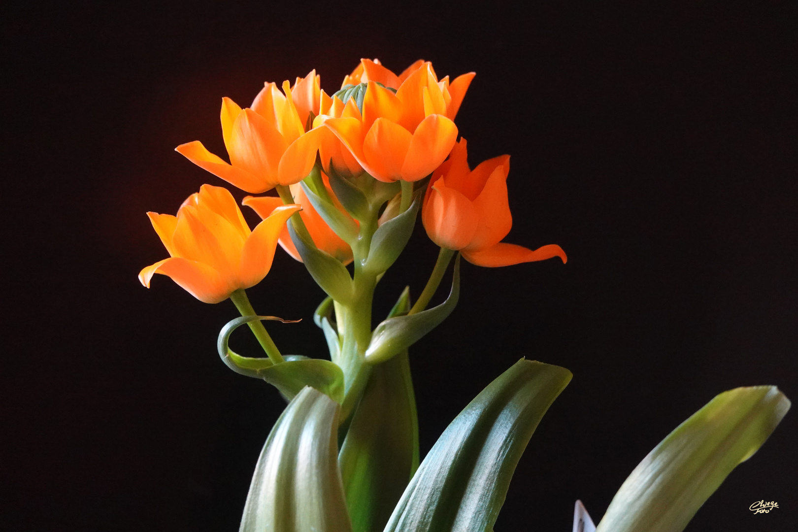 Ornithogalum